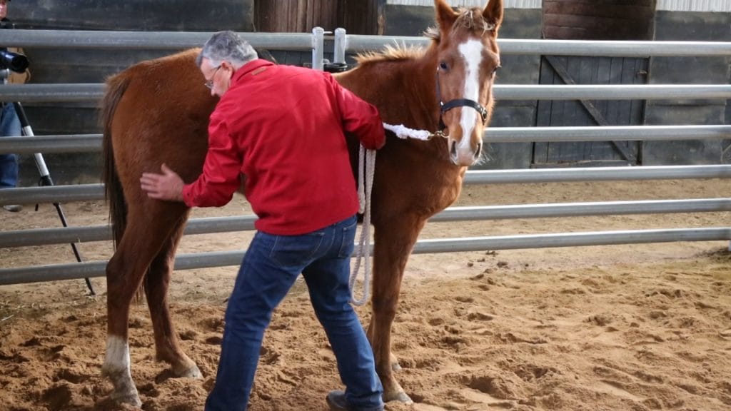 How to Horse Problems Fear Free Horse Training