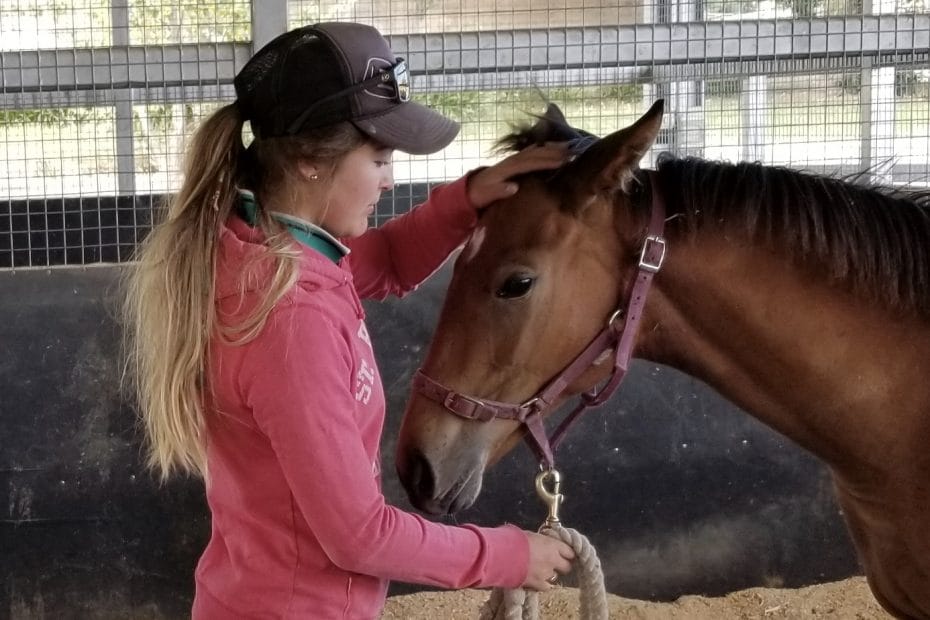 My Horse Bites. What Can I Do? Fear Free Horse Training