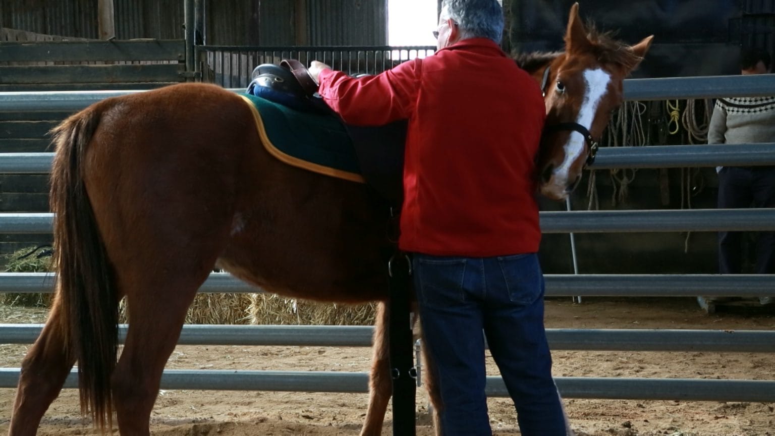 Starting a horse under saddle First time with the saddle Fear Free Horse Training