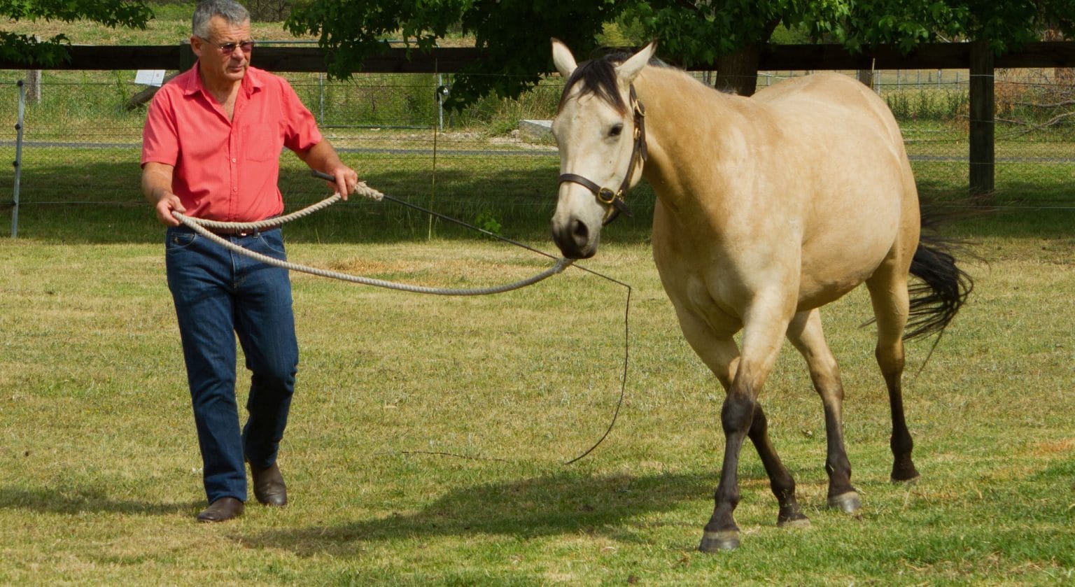 How to lunge a horse Fear Free Horse Training