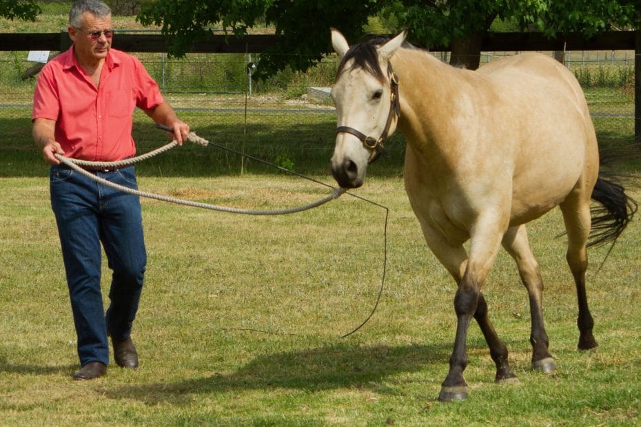 How to lunge a horse Fear Free Horse Training